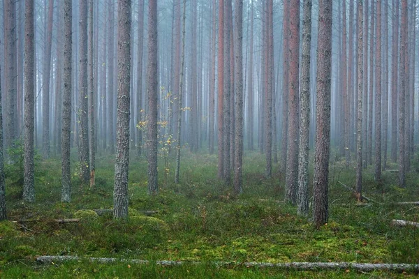 Morning Fog Mixed Coniferous Forest Pine Fir Trees Mossy Hills — Stock Photo, Image