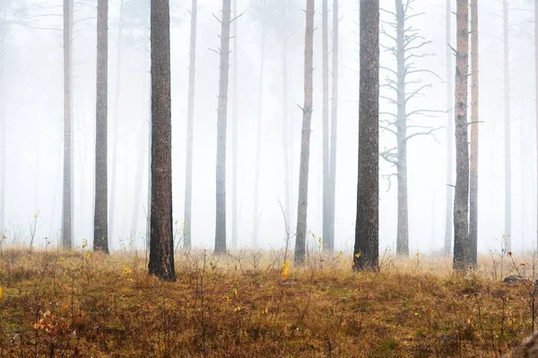 Vista Panorâmica Nebulosa Floresta Outono Grama Verde Folhas Vermelhas Laranja — Fotografia de Stock