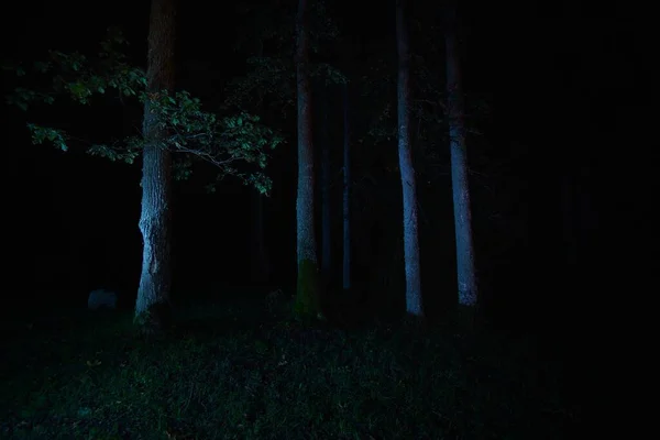 Mystisk Skrämmande Skog Natten Gamla Höga Trädstammar Belysta Månsken Vid — Stockfoto