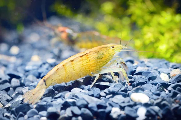 Zuidoostaziatische Garnalen Van Het Geslacht Atiopsis Aquarium Close Zoölogie Kankerkunde — Stockfoto