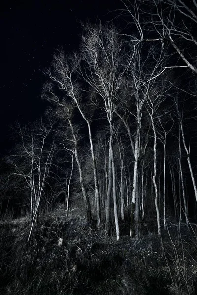 美丽的星空在白桦树林之上 黑暗中明亮的白色轮廓 拉脱维亚Sigulda Gauja国家公园 神秘的风景 — 图库照片