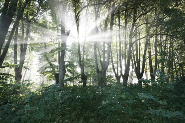 背の高い緑の菩提樹を流れる太陽の光線 都市公園内の路地 妖精の森のシーン 純粋な自然概念 — ストック写真