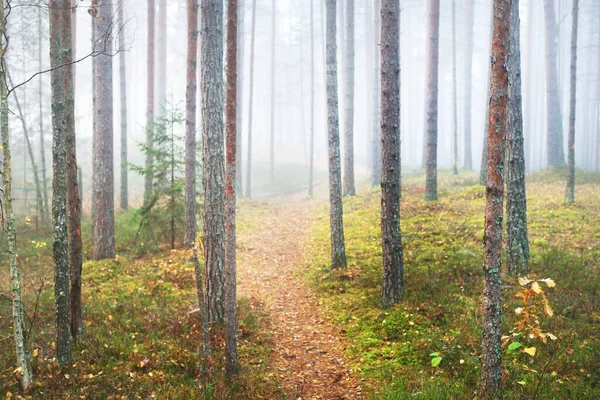 Een Pad Door Altijdgroene Dennenbomen Een Witte Ochtendmist Idyllisch Herfstlandschap — Stockfoto