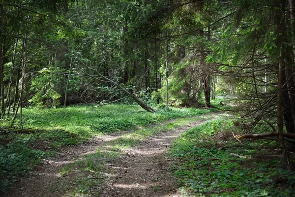 Una Strada Rurale Corsia Singola Attraverso Verde Foresta Mista Conifere — Foto Stock