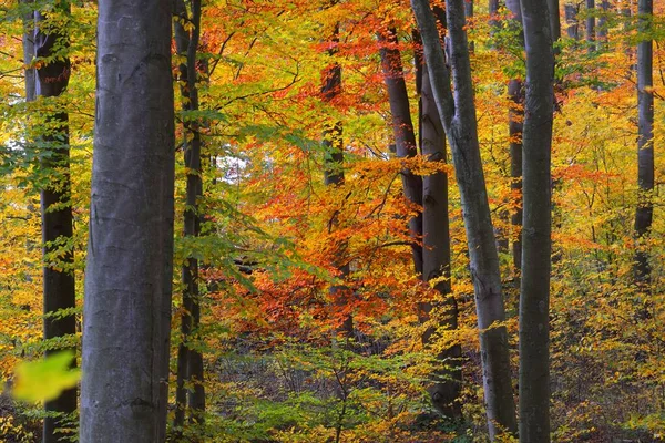 Muur Van Kleurrijke Beukenbomen Boomstammen Van Dichtbij Idyllisch Feeënherfstlandschap Groene — Stockfoto