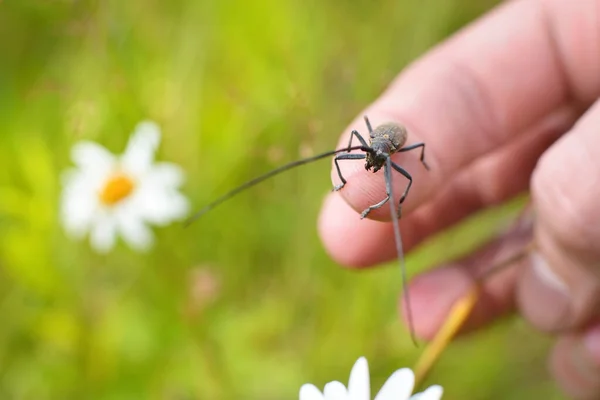 Käfer Monochamus Sutor Holzschädling Natürlichem Lebensraum Extreme Nahaufnahme Einer Hand — Stockfoto