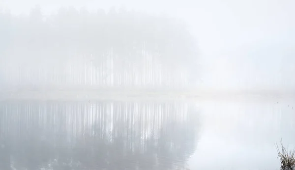 Вид Озеро Густом Тумане Симметричные Отражения Воде Мосси Стволы Деревьев — стоковое фото