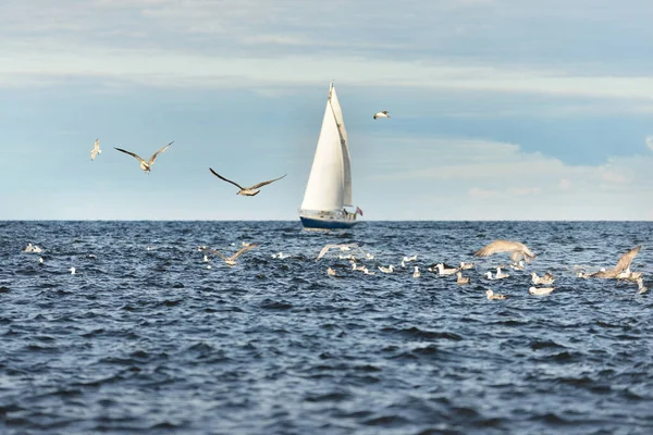 Sloop Azul Velejou Mar Báltico Aberto Dia Claro Voando Gaivotas — Fotografia de Stock