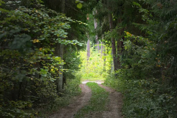 Båge Den Enda Körfältsvägen Och Höga Gröna Träd Solljus Genom — Stockfoto