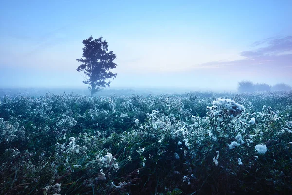 Einsamer Ahornbaum Und Ein Blühendes Feld Morgennebel Bei Sonnenaufgang Lettland — Stockfoto