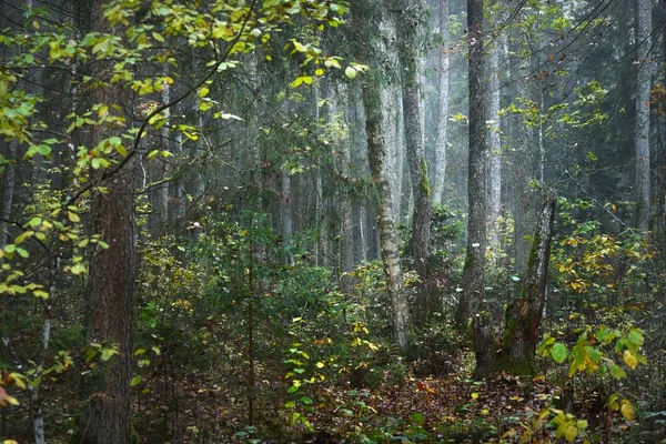 Ranní Mlha Smíšeném Jehličnatém Lese Borovice Jedle Břízy Zblízka Temná — Stock fotografie