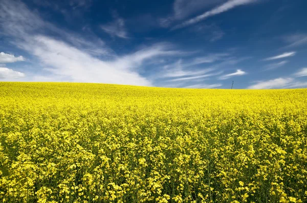 Blooming Rapeseed Field Clear Blue Sky Glowing Clouds Cloudscape Rural — Stock Photo, Image