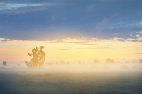 Venkovské Pole Mlze Úsvitu Osamělé Břízy Zblízka Tmavé Siluety Pozadí — Stock fotografie