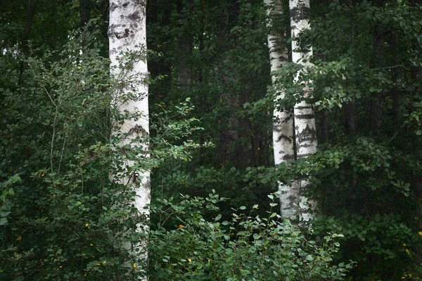 Березы Зеленом Лиственном Лесу Стволы Деревьев Крупным Планом Латвия Темная — стоковое фото