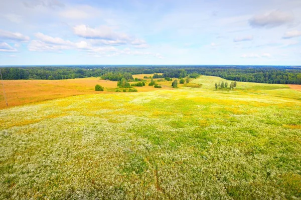 Panoramatický Letecký Pohled Kvetoucí Heřmánkové Pole Zelený Les Pozadí Dramatická — Stock fotografie