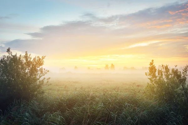 Campo Campo Una Niebla Amanecer Siluetas Árbol Fondo Luz Solar — Foto de Stock