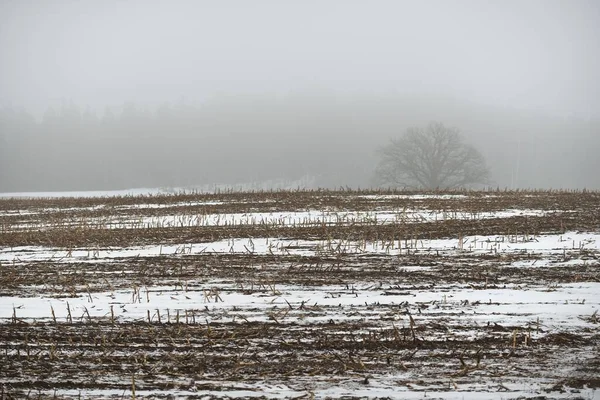 濃い霧の中で暗い空の下で田舎の農業分野 地面に新鮮な雪 ドイツだ ダークツリーのシルエット コンセプトアート グラフィックミニマリズム エコロジー 地球温暖化 — ストック写真