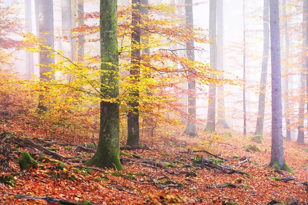 Kleurrijke Beukenbomen Mossige Heuvel Stammen Van Dichtbij Bosvloer Van Rode — Stockfoto