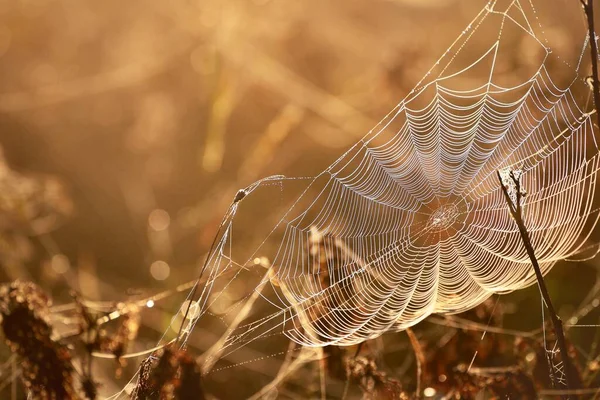 Toile Araignée Plantes Dans Brouillard Matinal Lever Soleil Gros Plan — Photo