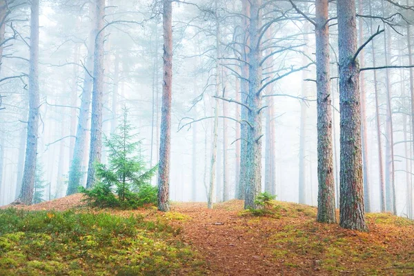 Древние Сосны Одинокая Ярко Зеленая Ель Белом Утреннем Тумане Идиллический — стоковое фото