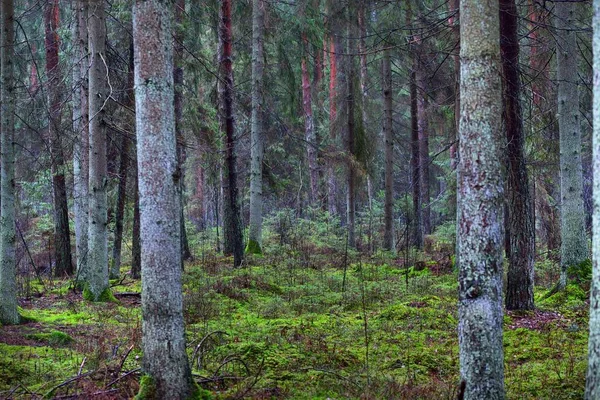 霧の常緑樹林 古代の背の高い松の木の幹のビューを閉じます 地面にモス 暗い風景 エストニア — ストック写真