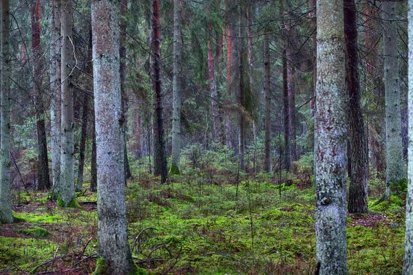 Uma Vista Floresta Nebulosa Perene Troncos Pinheiros Altos Antigos Close — Fotografia de Stock