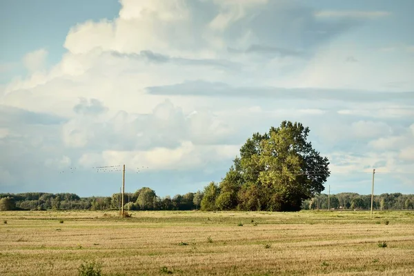 Verde Arado Campo Agrícola Sob Céu Dramático Pólos Transformador Fundo — Fotografia de Stock