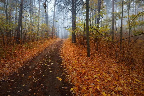 一条空荡荡的乡间小路穿过落叶树 在晨雾中长满五彩缤纷的绿 黄三色树叶 黑暗的森林景观 秋天的颜色拉脱维亚 — 图库照片