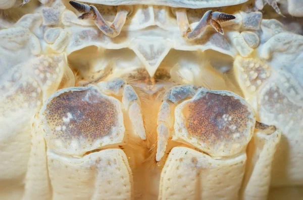 Albino River Crab Potamon Natural Environment Extreme Close Zoology Carcinology — Stock Photo, Image