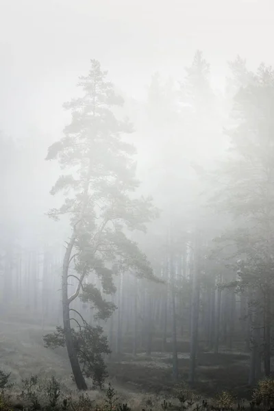 Immergrüner Wald Bei Sonnenaufgang Bäume Aus Nächster Nähe Moos Flechten — Stockfoto