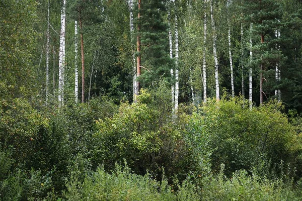 Betulle Una Foresta Verde Decidua Tronchi Albero Primo Piano Lettonia — Foto Stock