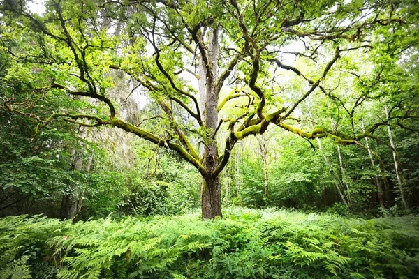 Starobylý Čarodějnický Dub Zblízka Moss Kapradí Smaragdově Zelené Listy Sluneční — Stock fotografie