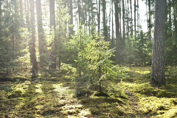 Vieux Gros Plan Épinette Mousseuse Rayons Solaires Travers Les Troncs — Photo