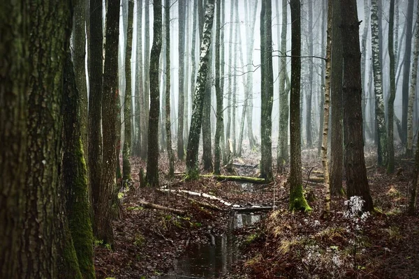 Old Mossy Birch Trees Silhouettes Thick Morning Fog Puddle Close — Stock Photo, Image