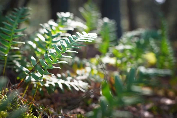 明亮的绿色蕨类叶子的特写 在青葱常绿的森林里 自然模式 温暖的阳光 — 图库照片