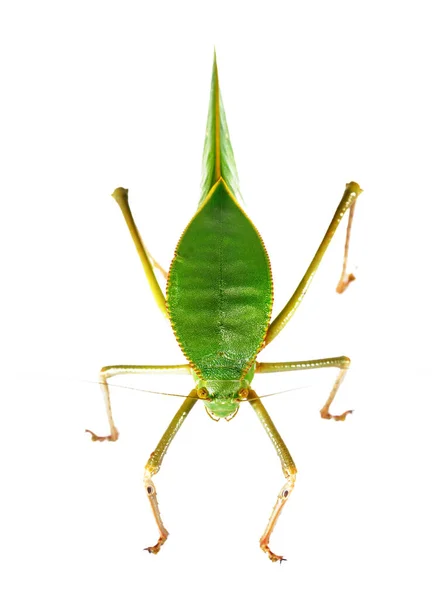 Gafanhoto Verde Enorme Único Tettigoniidae Siliquofera Grandis Isolado Fundo Branco — Fotografia de Stock