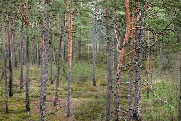 老苔藓松树树干特写 俯瞰针叶林 早春芬兰 — 图库照片