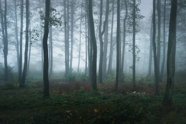 濃い朝の霧の中で背の高い木のシルエット 幹の中を光が流れる 暗い神秘的な森のシーン 気味の悪い風景 おとぎ話 — ストック写真