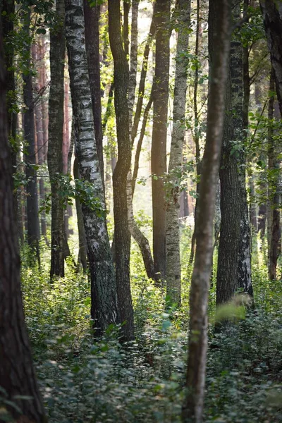 日光の木の幹を流れる 常緑の松 鮮やかな緑の白樺や他の落葉樹 北の森 生態系 自然保護区 環境保全のテーマ — ストック写真