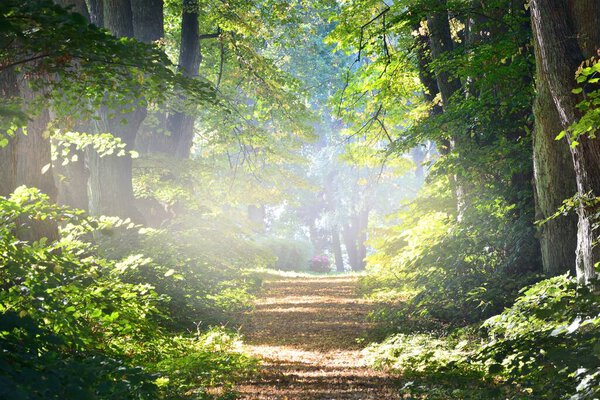 Однополосная сельская гравийная дорога через высокие зеленые липы. Солнечный свет проникает сквозь стволы деревьев. Сцена в лесу фей. Искусство, надежда, небо, дикость, одиночество, понятия чистой природы