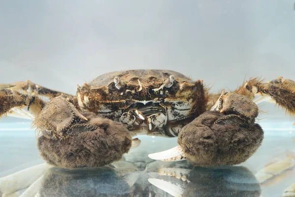 水族館に隔離されたエリオチェールカニ クローズアップ 侵入種 動物学 生物学 発癌学 動物園研究室 環境被害と保全 — ストック写真