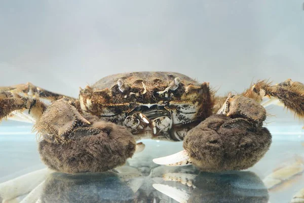 Caranguejo Eriocheir Isolado Aquário Close Espécies Invasoras Zoologia Biologia Carcinologia — Fotografia de Stock