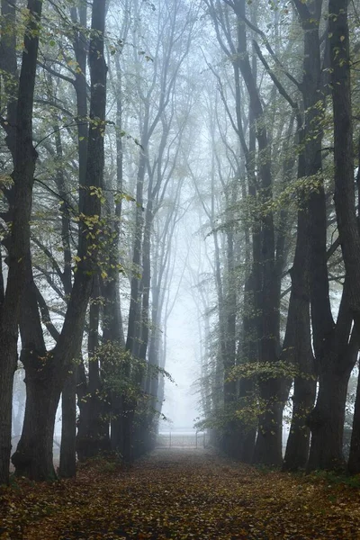 濃い朝の霧の中で 古い背の高い黄金の菩提樹を介して空の砂利道 ドイツ 都市公園内の路地 自然トンネルだ 神秘的な秋の風景 コンセプトイメージ — ストック写真