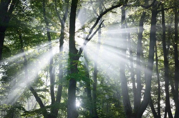 背の高い緑の菩提樹を流れる太陽の光線 都市公園内の路地 妖精の森のシーン 純粋な自然概念 — ストック写真