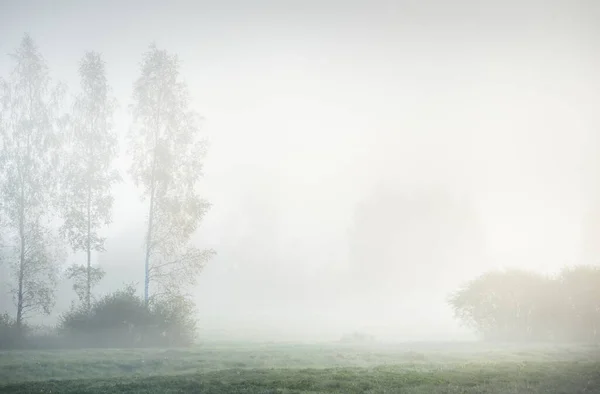 Bosque Prado Amanecer Luz Solar Pura Mañana Rayos Sol Niebla —  Fotos de Stock