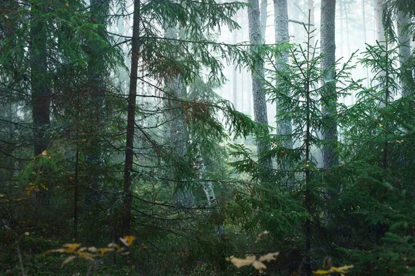 Ochtendmist Een Gemengd Naaldbos Dennen Dennenbomen Mossige Heuvels Van Dichtbij — Stockfoto