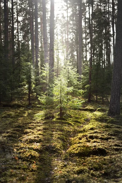 Старий Моховий Вибрик Сонце Просочується Крізь Стовбури Дерев Хвойних Лісах — стокове фото