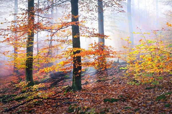 多彩的山毛榉树上 圆木特写 红色和橙色叶子的森林地面 黑暗仙女秋天的风景 清澈的晨光穿过树干 德国海德堡 — 图库照片