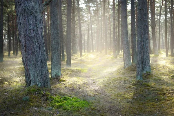 Stig Genom Barrskogen Gamla Tallar Närbild Mossa Marken Solen Strålar — Stockfoto