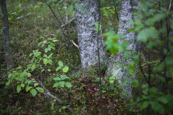 Mocsárerdő Moha Páfrány Növények Régi Örökzöld Nyírfa Fák Fatörzsek Közelről — Stock Fotó